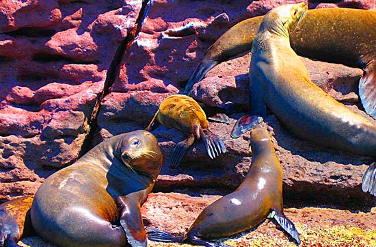 Sea lions.