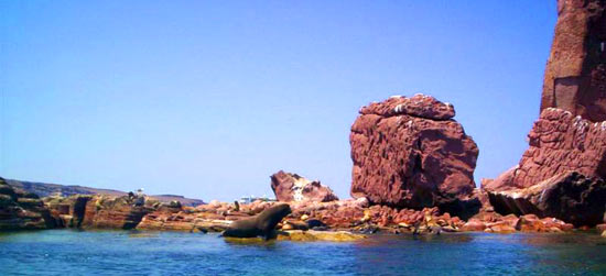 Sea lions.
