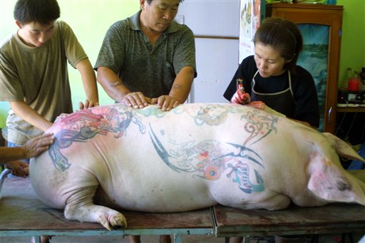 CHINA PIG TATTOO
