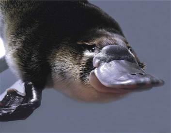 080507-science-platypus-hmed-930ah21
