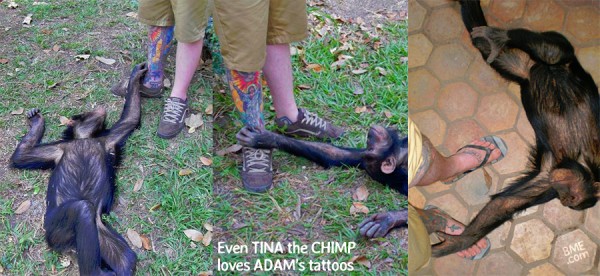 adam-burundi-chimp