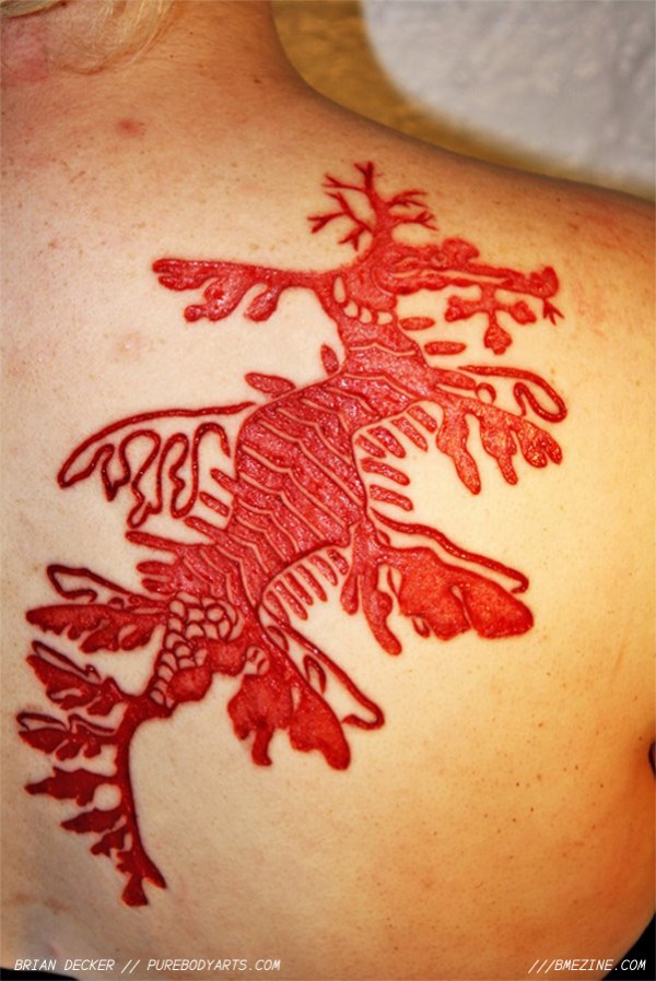 leafy-sea-dragon-scar