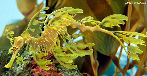 leafy-sea-dragon