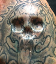skull2t
